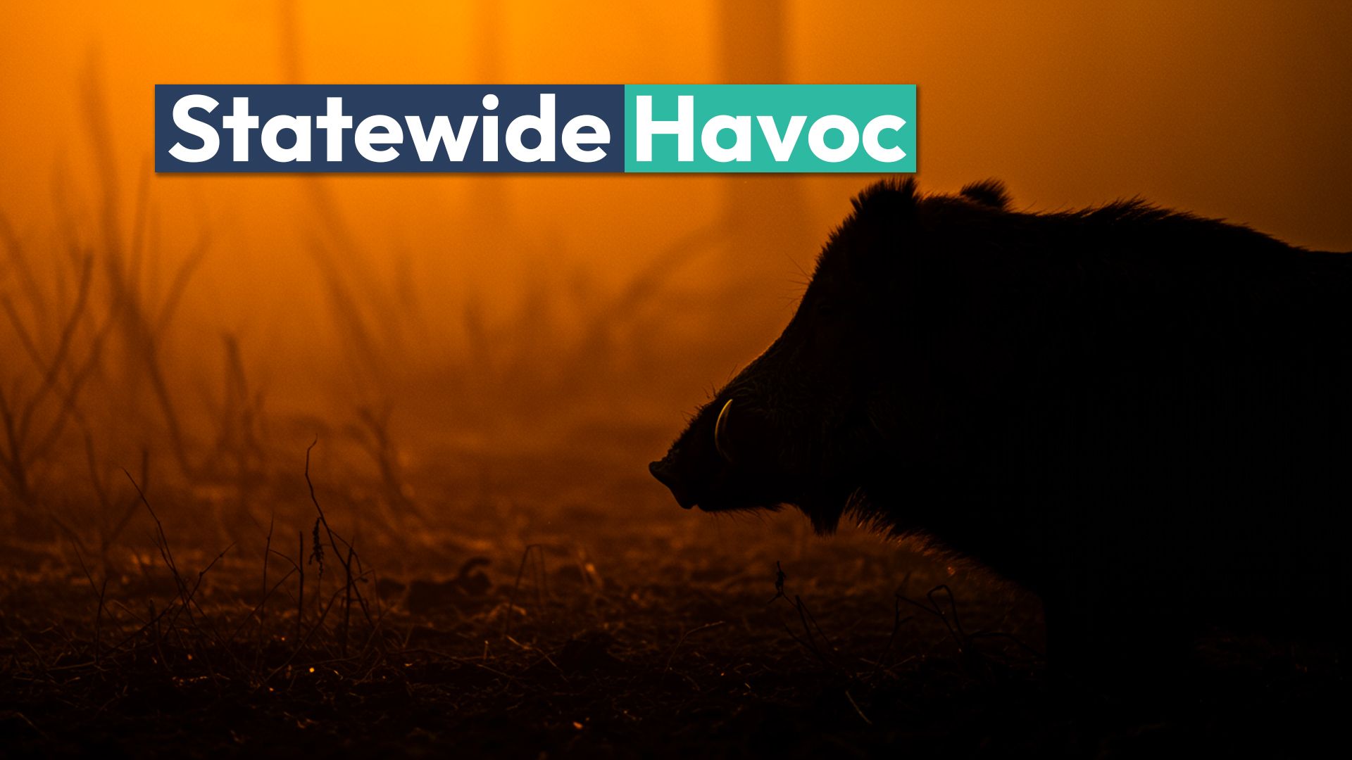 Bu hayvan, bu ABD eyaletindeki hemen hemen her ilçede tahribat yaratıyor