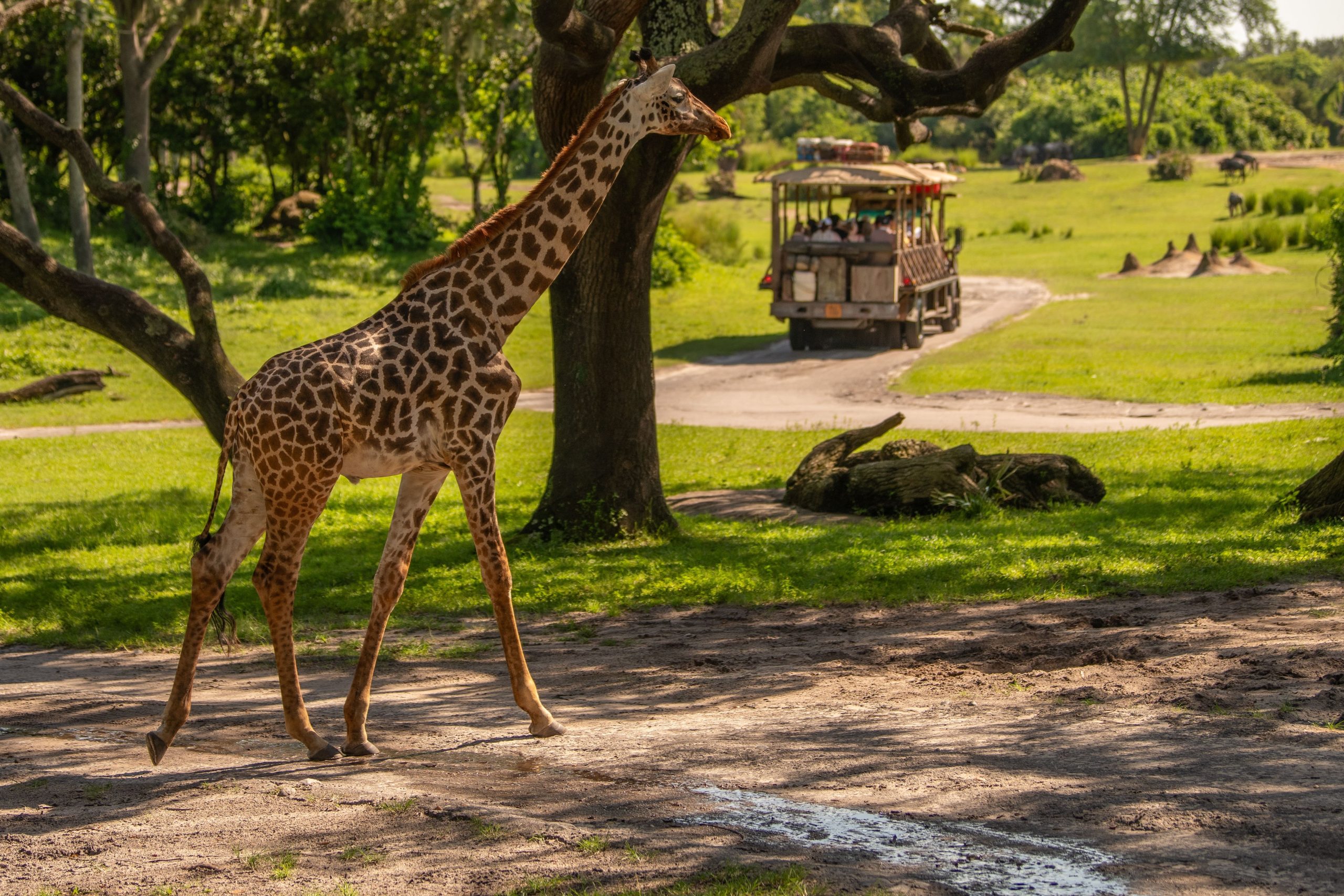Disney World çalışanları, sevgili safari sürüş arızasına tepki için ayakta alkışlar üretiyor