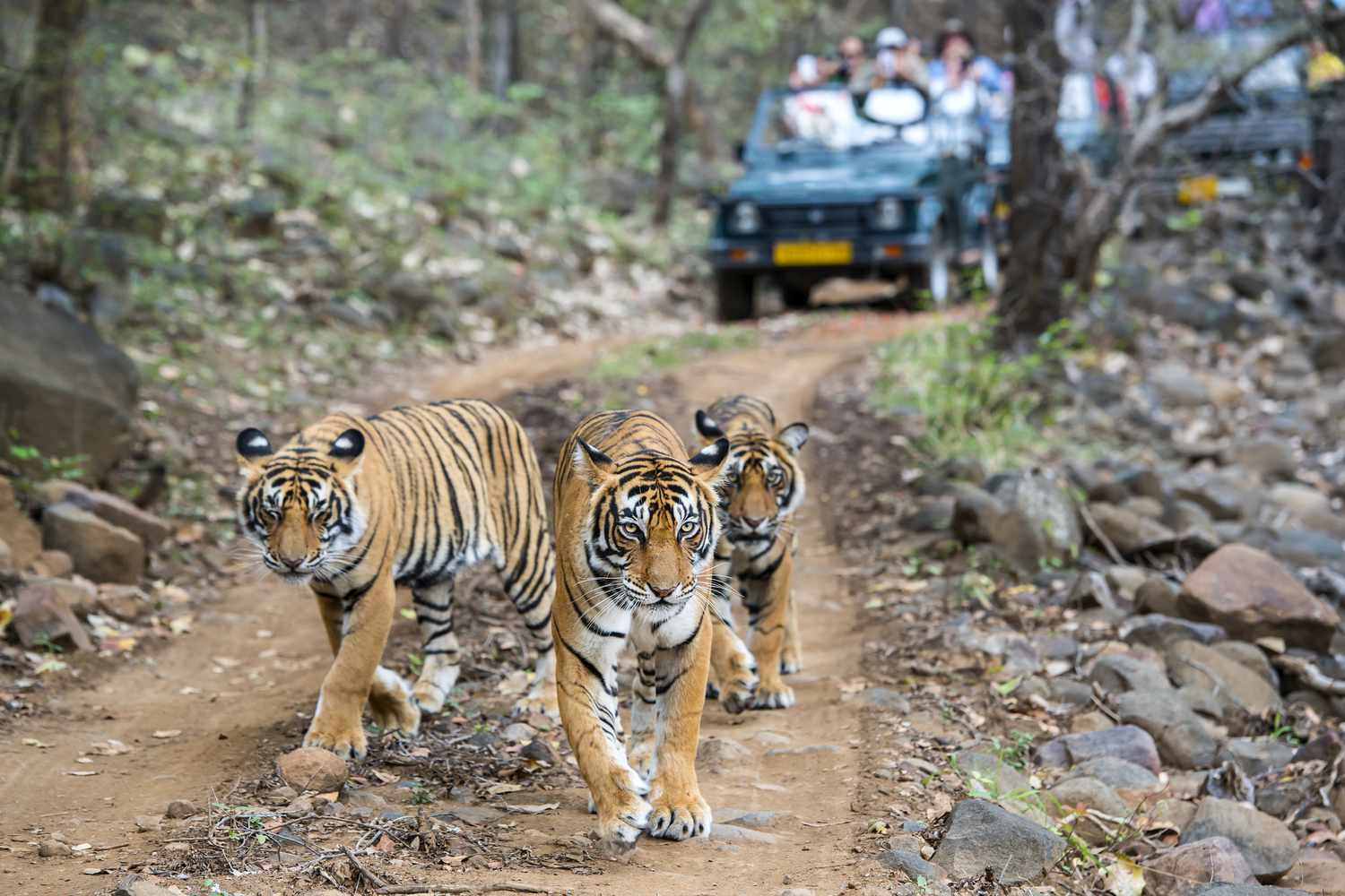 Ranthambore Milli Parkı: Tam Rehber